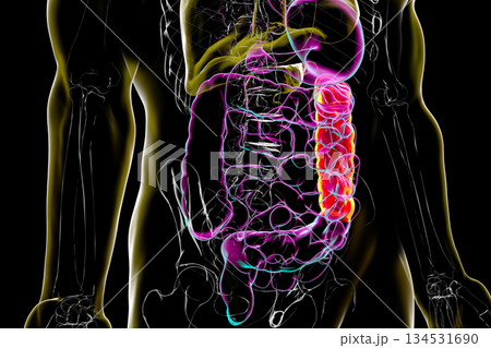 Human digestive system with highlighted descending colon, 3D illustration 134531690