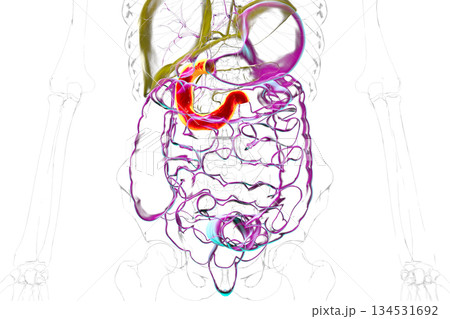 Duodenum, 3D illustration Duodenum, 3D illustration 134531692