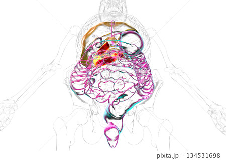 Duodenum, 3D illustration Duodenum, 3D illustration 134531698