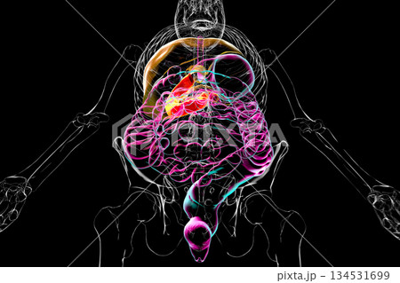 Duodenum, 3D illustration Duodenum, 3D illustration 134531699