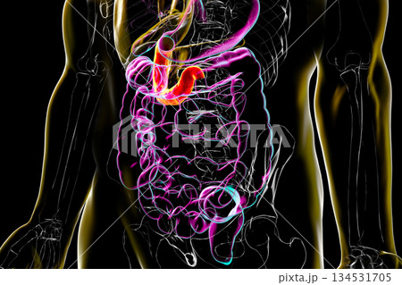 Duodenum, 3D illustration 134531705