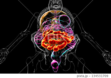 Ileum, 3D illustration Ileum, 3D illustration 134531709