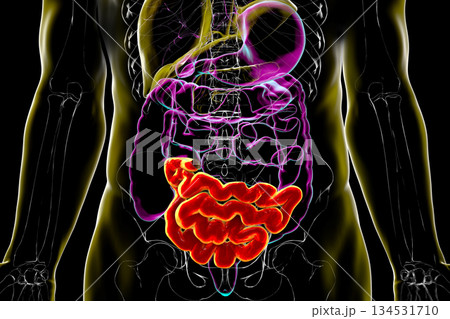 Ileum, 3D illustration Ileum, 3D illustration 134531710