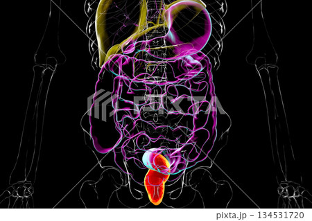 Rectum, 3D illustration Rectum, 3D illustration 134531720