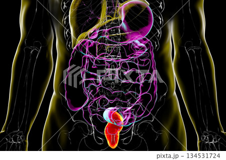 Rectum, 3D illustration Rectum, 3D illustration 134531724