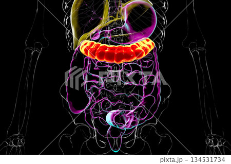 Transverse colon, 3D illustration Transverse colon, 3D illustration 134531734