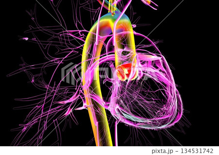 Heart with aortic valve highlighted in red, 3D illustration. 134531742