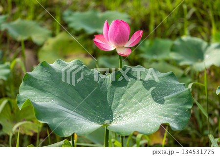 南投 台湾 睡蓮 134531775