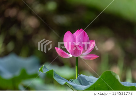 南投 台湾 睡蓮 134531778