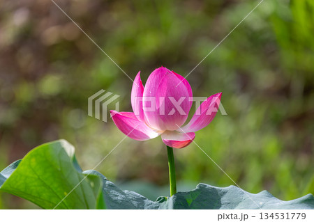 南投 台湾 睡蓮 134531779