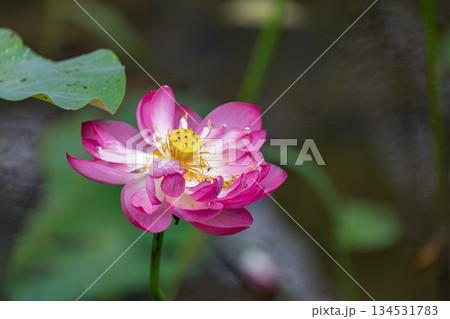 南投 台湾 睡蓮 134531783