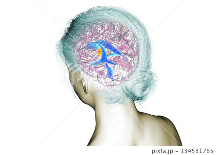 Third brain ventricle, 3D illustration Third brain ventricle, 3D illustration 134531785