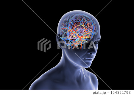 Human brain with highlighted blood vessels, 3D illustration. 134531798