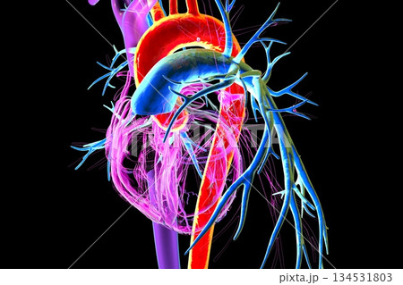 Human heart with aorta highlighted in red and pulmonary trunk with pulmonary arteries in blue, 3D illustration 134531803