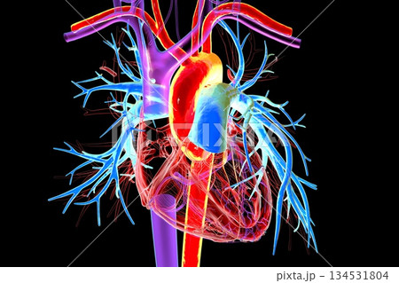 Human heart with aorta highlighted in red and pulmonary trunk with pulmonary arteries in blue, 3D illustration 134531804