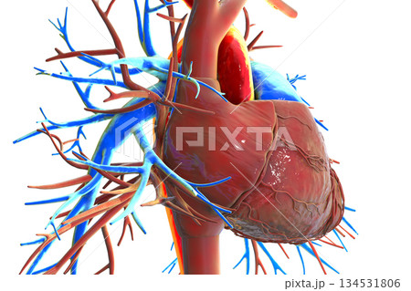 Human heart with aorta highlighted in red and pulmonary trunk with pulmonary arteries in blue, 3D illustration 134531806