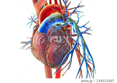 Human heart with aorta highlighted in red and pulmonary trunk with pulmonary arteries in blue, 3D illustration 134531807