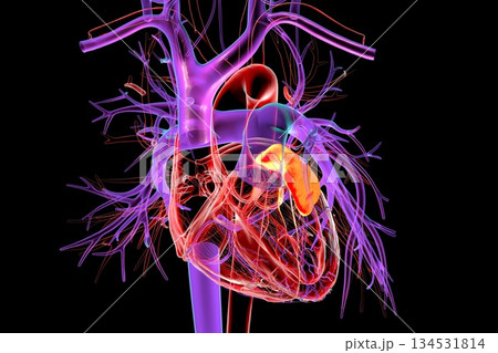 Left heart auricle highlighted in red, 3D illustration 134531814