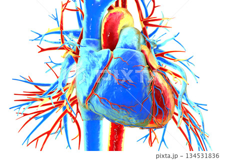 Human heart anatomy, 3D illustration Human heart anatomy, 3D illustration 134531836