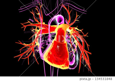 Human heart with right ventricle and pulmonary trunk highlighted in red, 3D illustration 134531848