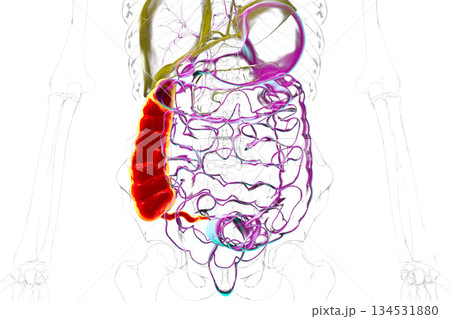 Ascending colon and appendix, 3D illustration 134531880