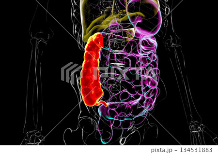 Ascending colon and appendix, 3D illustration 134531883
