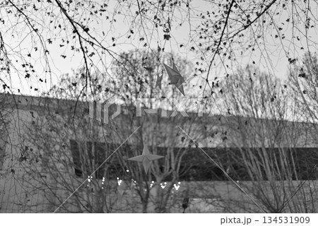 Paper Stars Hanging from Tree Branches Paper Stars Hanging from Tree Branches 134531909