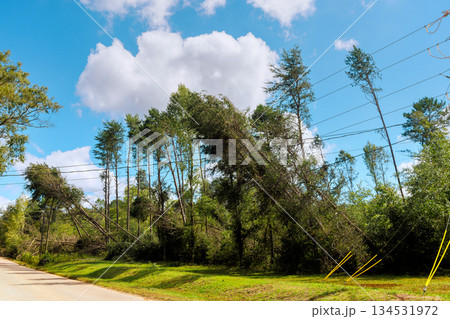 Strong winds caused trees to lean over power lines in rural setting, showing storm damage 134531972