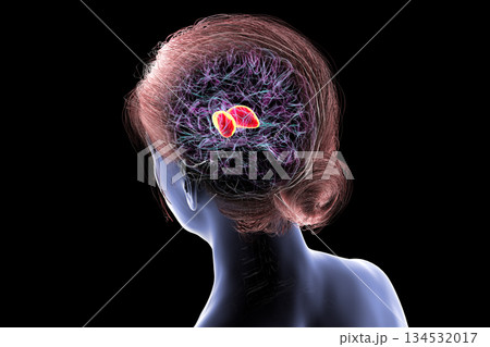Thalamus of human brain, 3D illustration Thalamus of human brain, 3D illustration 134532017