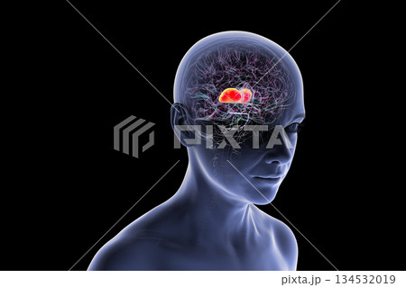 Thalamus of human brain, 3D illustration Thalamus of human brain, 3D illustration 134532019