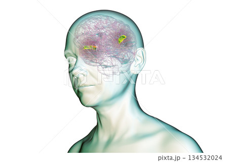 Human brain with the transverse temporal gyri, 3D illustration 134532024