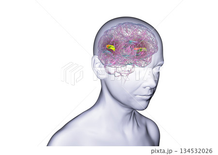 Human brain with the transverse temporal gyri, 3D illustration 134532026