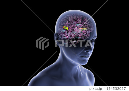 Human brain with the transverse temporal gyri, 3D illustration 134532027