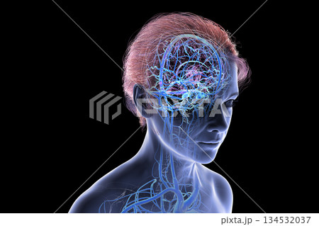 Brain veins, 3D illustration 134532037