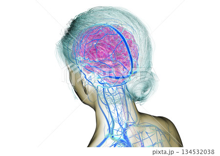 Brain veins, 3D illustration 134532038