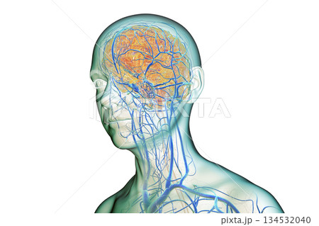 Brain veins, 3D illustration 134532040