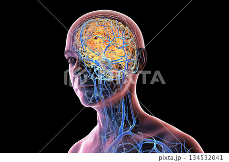 Brain veins, 3D illustration 134532041