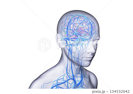 Brain veins, 3D illustration Brain veins, 3D illustration 134532042