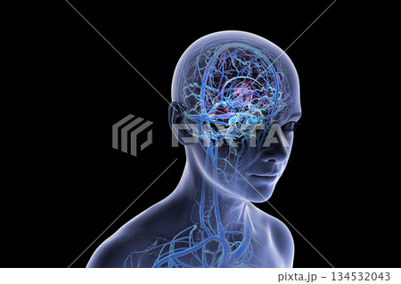 Brain veins, 3D illustration 134532043