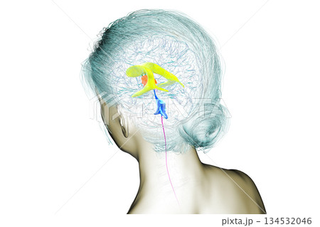 Human brain with colored ventricles, 3D illustration 134532046