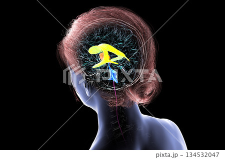 Human brain with colored ventricles, 3D illustration 134532047