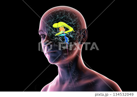 Human brain with colored ventricles, 3D illustration 134532049
