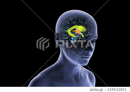 Human brain with colored ventricles, 3D illustration 134532051