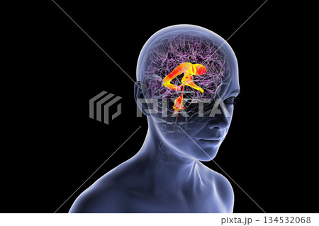 Ventricular system of the brain, 3D illustration 134532068