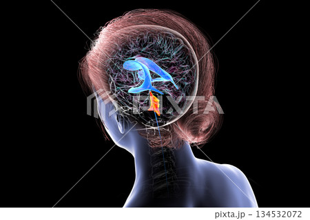 Fourth ventricle of human brain, 3D illustration Fourth ventricle of human brain, 3D illustration 134532072
