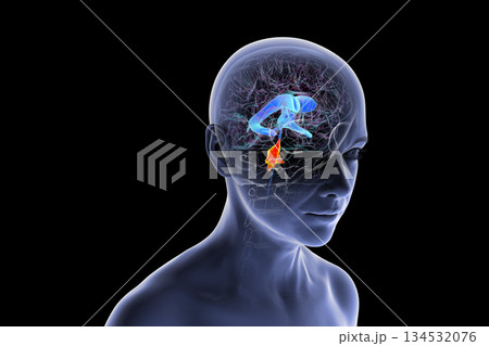 Fourth ventricle of human brain, 3D illustration 134532076
