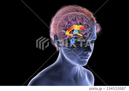 The lateral brain ventricles, 3D illustration The lateral brain ventricles, 3D illustration 134532087