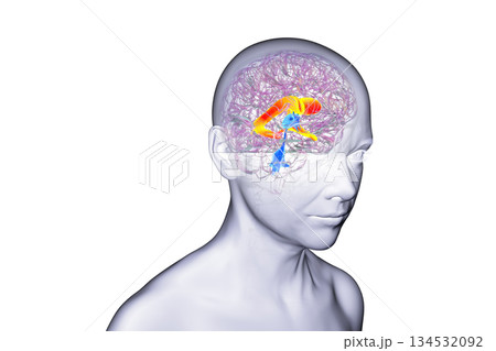 The lateral brain ventricles, 3D illustration The lateral brain ventricles, 3D illustration 134532092