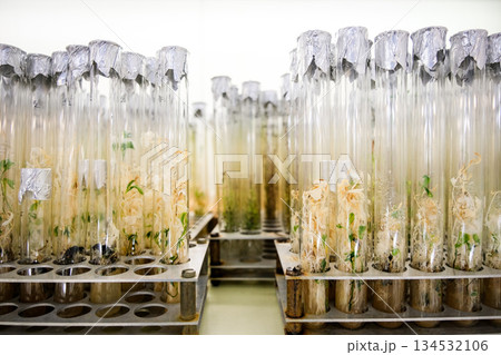 Plant sprouts in test tubes. Plant laboratory, seed bank. 134532106