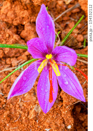 Saffron purple flower with yellow stamens raindrops thrives on rich reddish soil Saffron purple flower with yellow stamens raindrops thrives on rich reddish soil 134532112